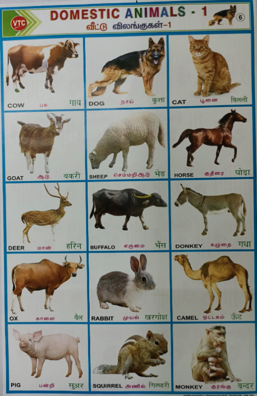PROJECT CHART DOMESTIC ANIMALS (STICKER TYPE)