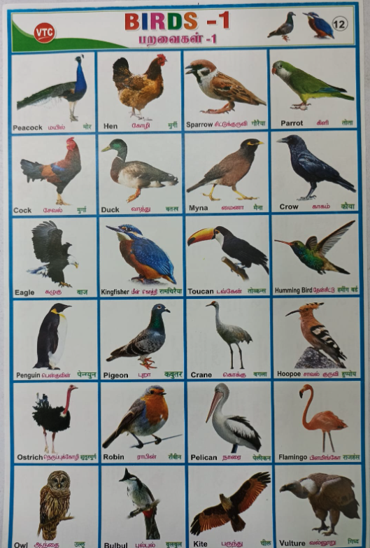 PROJECT CHART BIRDS (STICKER TYPE)