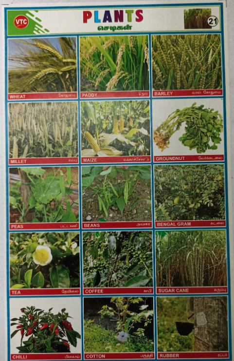 PROJECT CHART PLANTS (STICKER TYPE)