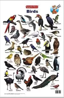 APPLE TREE CHART BIRDS