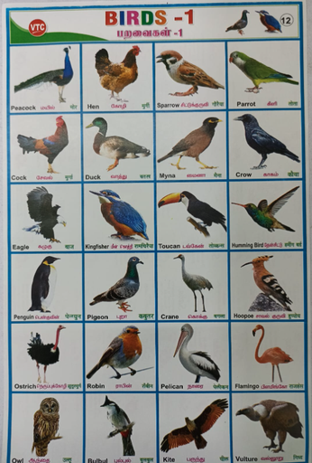 PROJECT CHART BIRDS (STICKER TYPE)