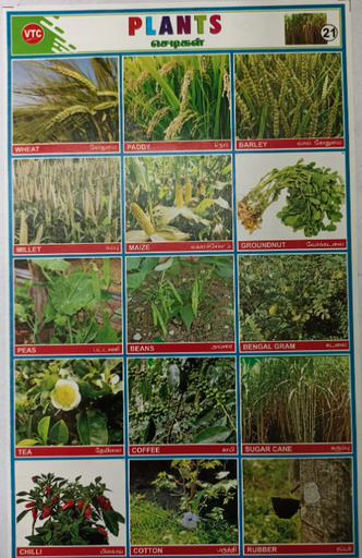 PROJECT CHART PLANTS (STICKER TYPE)
